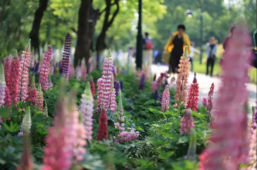 2019西溪花朝节盛妆启幕啦~最全花