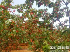 樟木茅坡樱桃红，周末郊游约一个