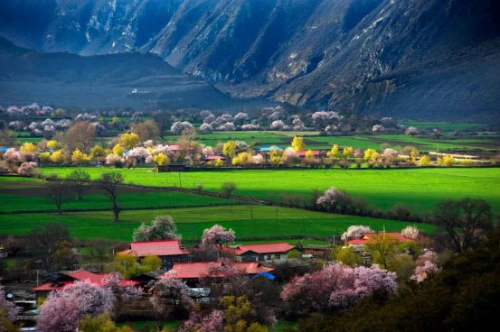 桃花季来临，一起去雅鲁藏布大峡谷看桃花！