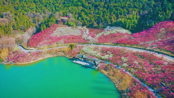 春回双山香山，共赏良辰“梅”景~